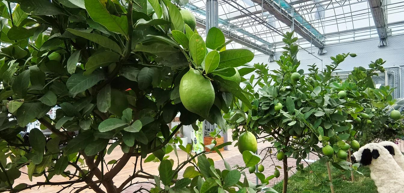 自治區(qū)綠色優(yōu)質(zhì)果蔬展銷中心psd-恢復(fù)的_23.jpg 自治區(qū)綠色優(yōu)質(zhì)果蔬展銷中心psd-恢復(fù)的_23.jpg