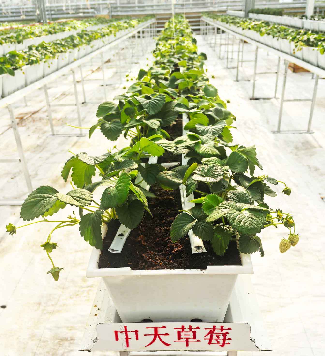 自治區(qū)綠色優(yōu)質(zhì)果蔬展銷中心psd-恢復(fù)的_29.jpg 自治區(qū)綠色優(yōu)質(zhì)果蔬展銷中心psd-恢復(fù)的_29.jpg