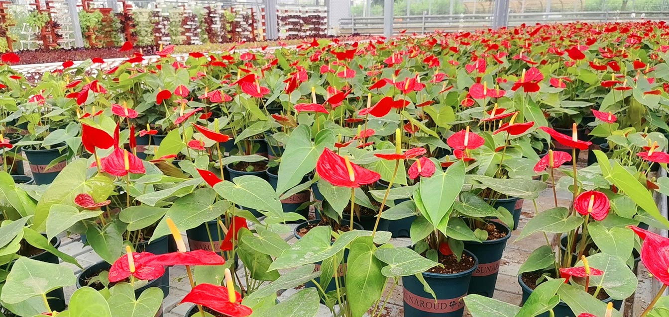 自治區(qū)綠色優(yōu)質(zhì)果蔬展銷中心psd-恢復(fù)的_25.jpg 自治區(qū)綠色優(yōu)質(zhì)果蔬展銷中心psd-恢復(fù)的_25.jpg